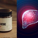Creatine Liver Effects