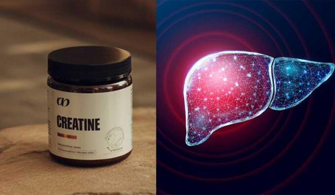 Creatine Liver Effects