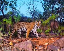 Srisailam Jungle Safari